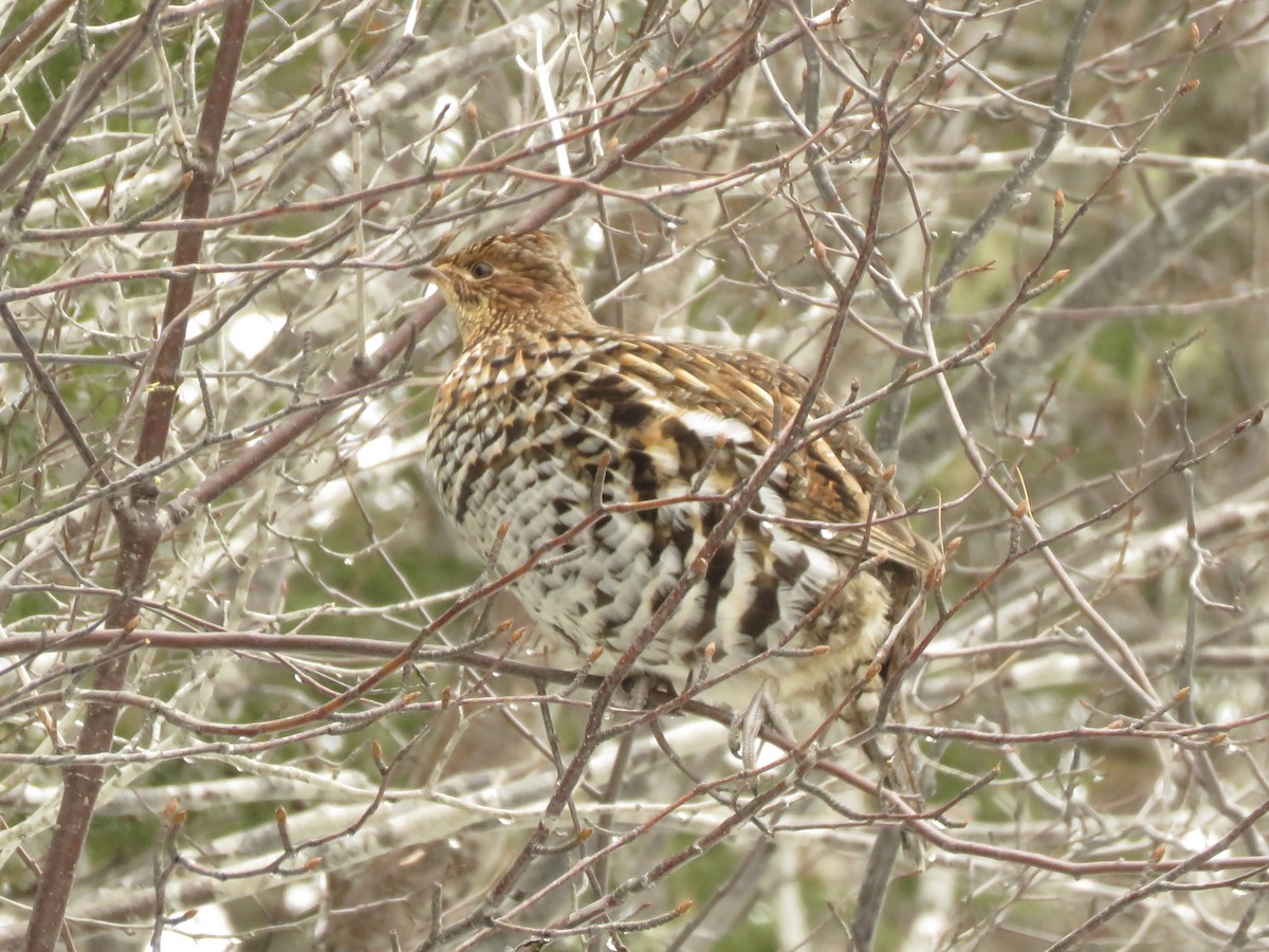 Ruffed Grouse - ML616419200