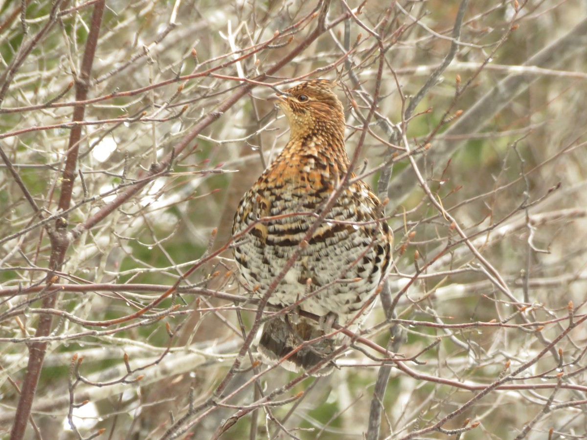 Ruffed Grouse - ML616419201