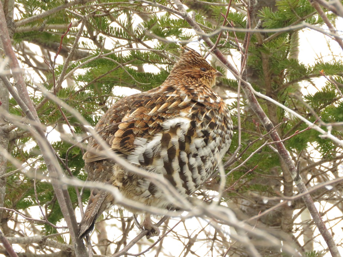 Ruffed Grouse - ML616419202