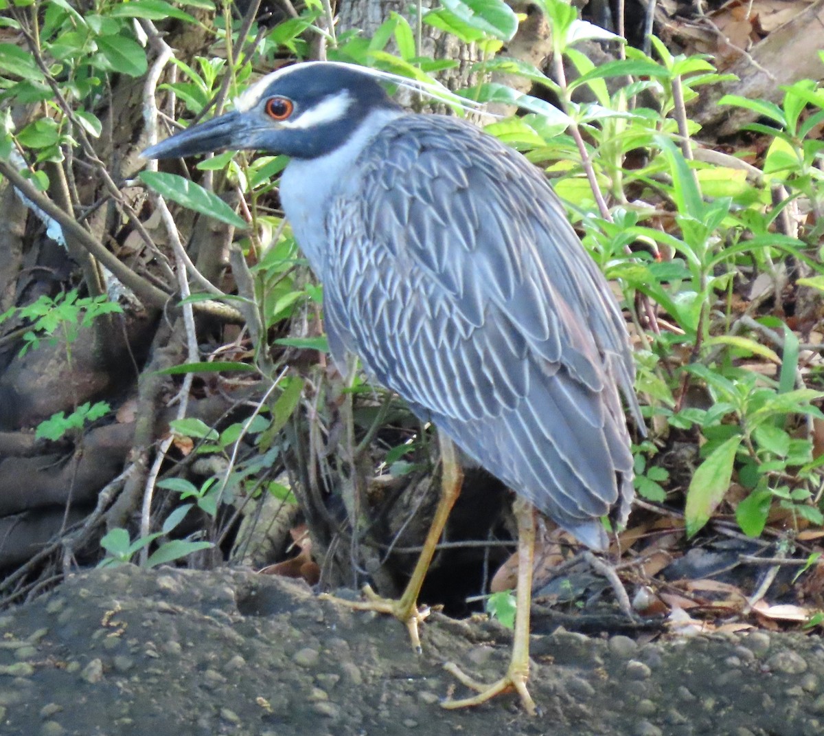 Yellow-crowned Night Heron - ML616419283