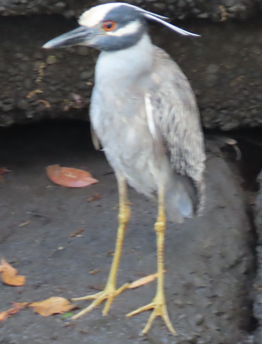 Yellow-crowned Night Heron - ML616419284