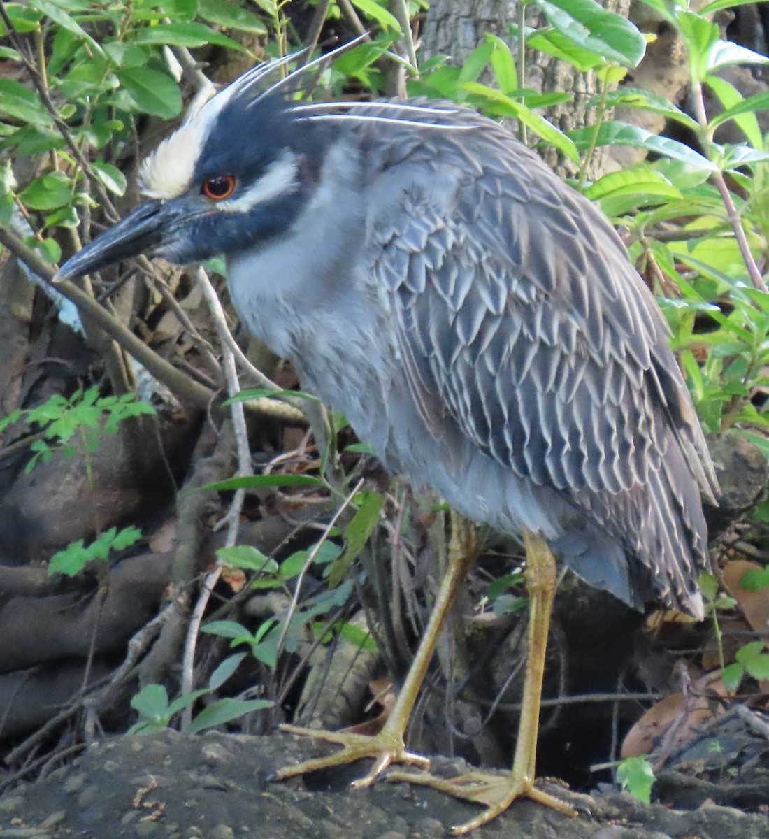 Yellow-crowned Night Heron - ML616419285