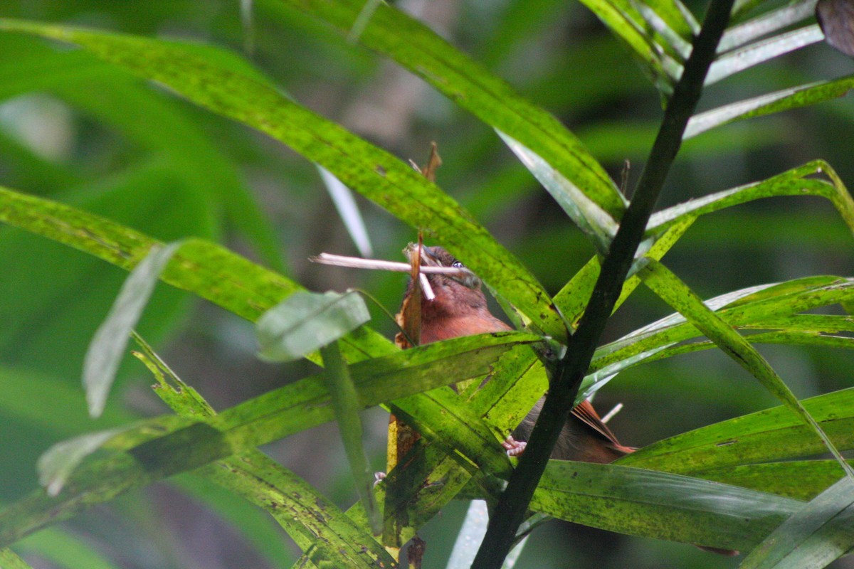 Red-crowned Ant-Tanager (Red) - ML616419286