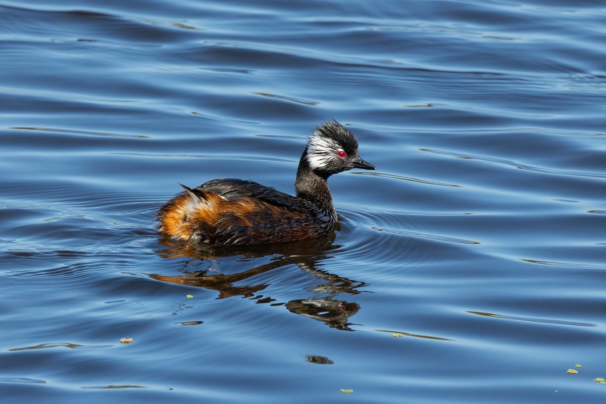 White-tufted Grebe - ML616419307