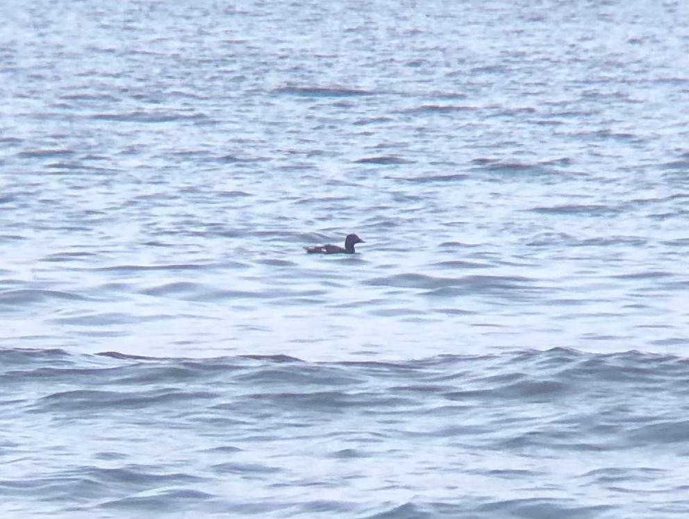 White-winged Scoter - ML616419317