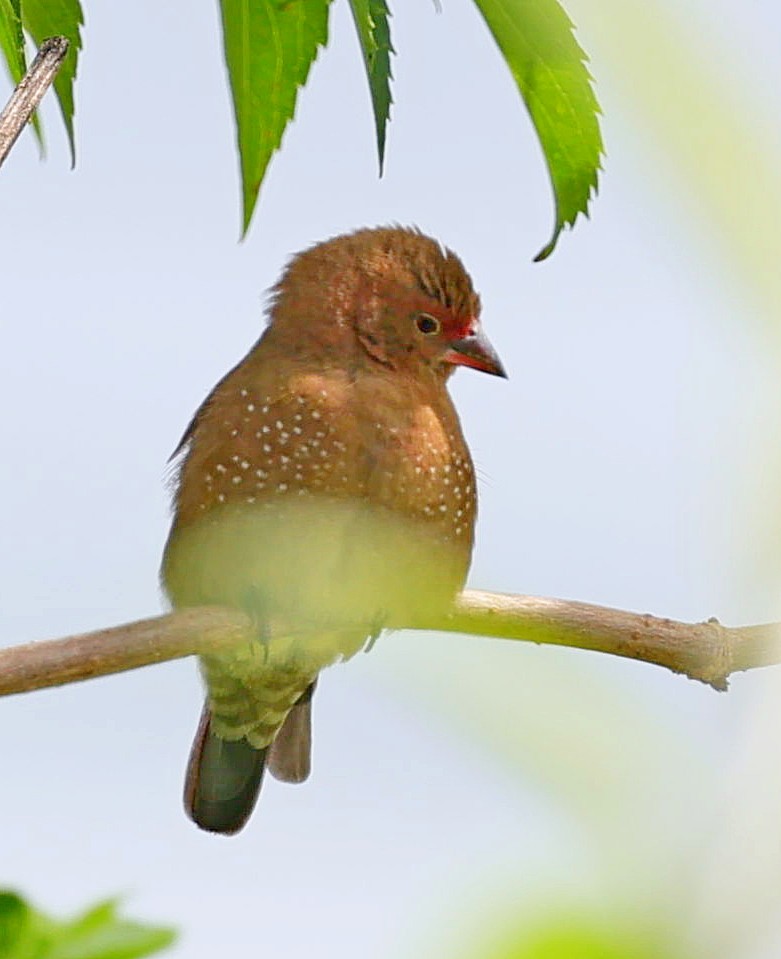 Bar-breasted Firefinch - ML616419331