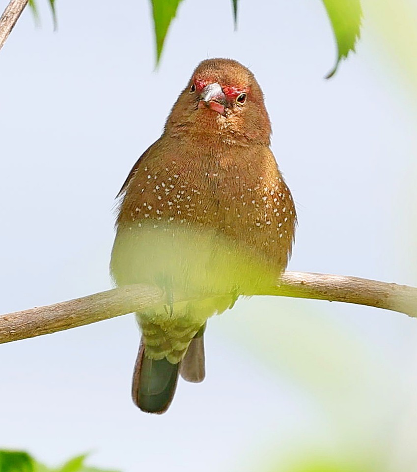 Bar-breasted Firefinch - ML616419332