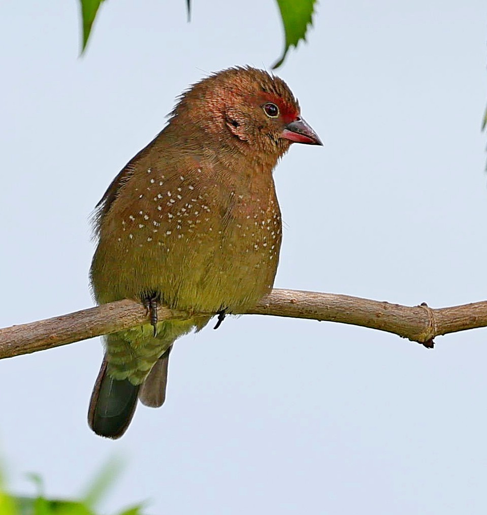 Bar-breasted Firefinch - ML616419333