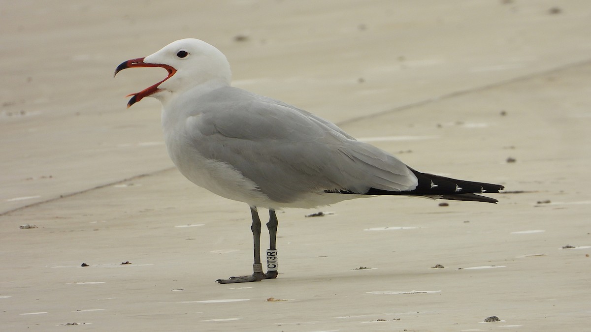 Audouin's Gull - Manuel García Ruiz