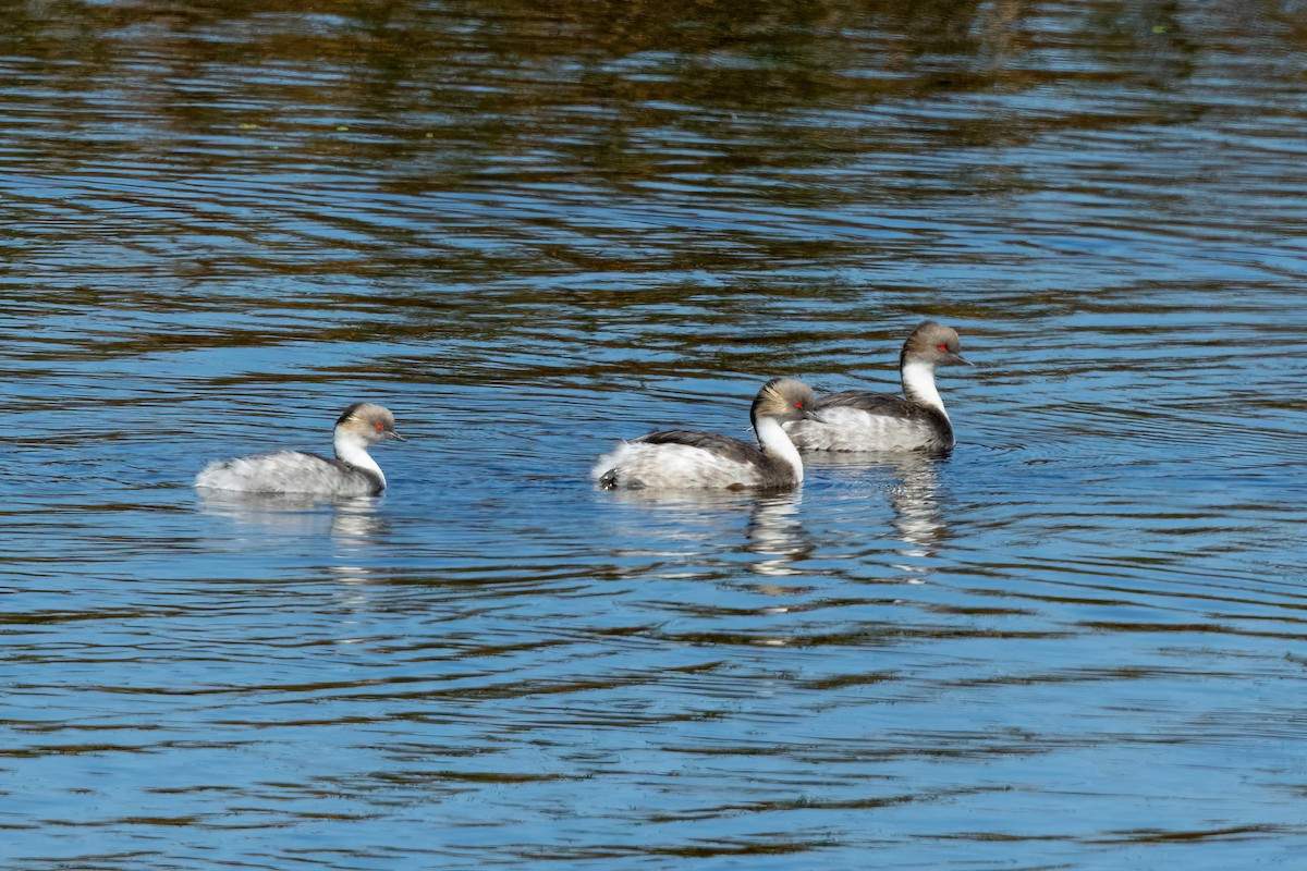 Silvery Grebe - ML616419366