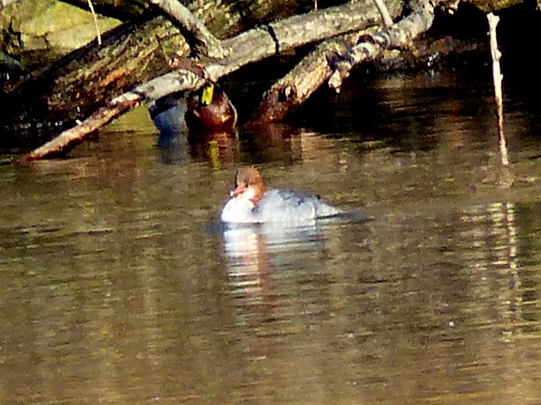 Common Merganser - Asher Perkins