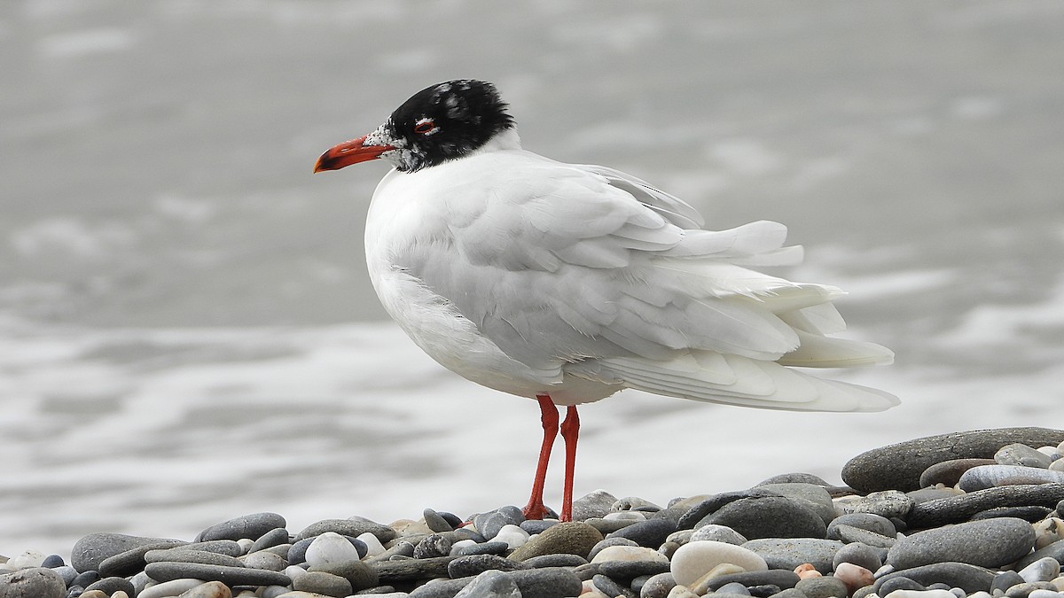 Mediterranean Gull - ML616419403