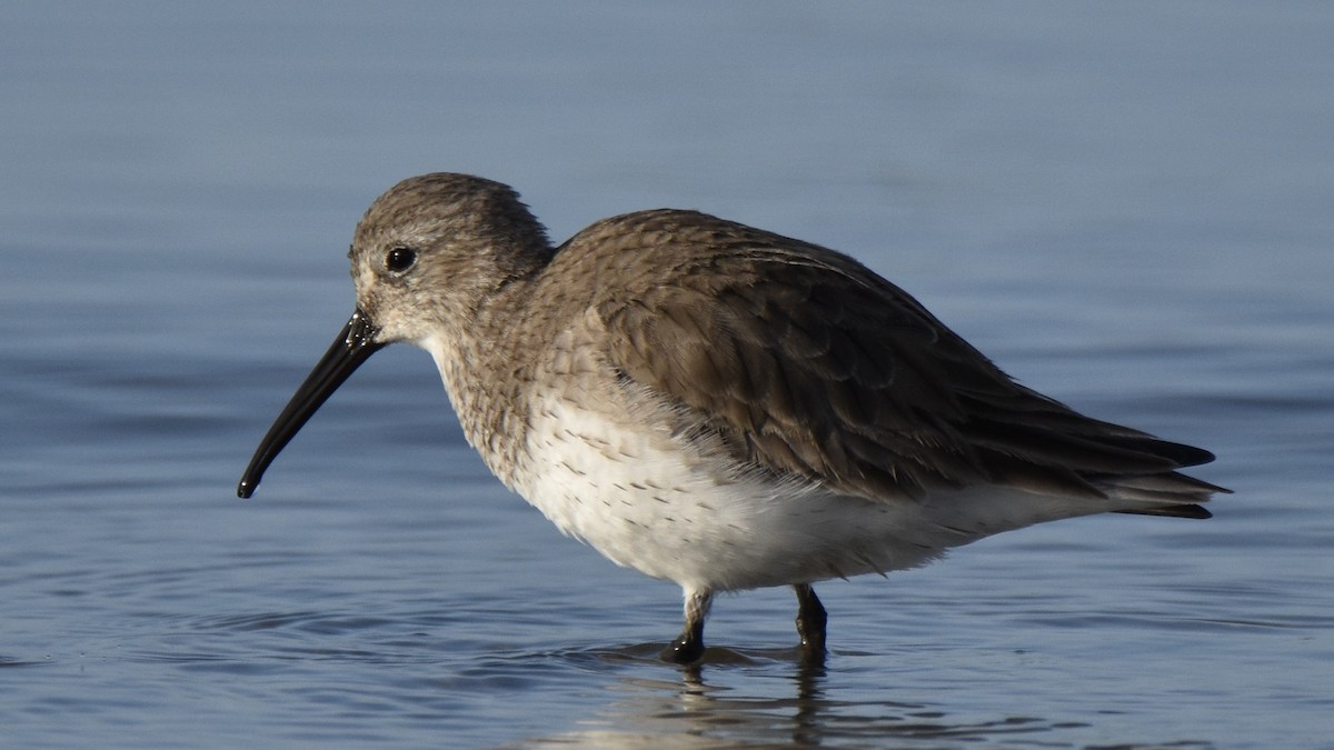 Dunlin - ML616419430