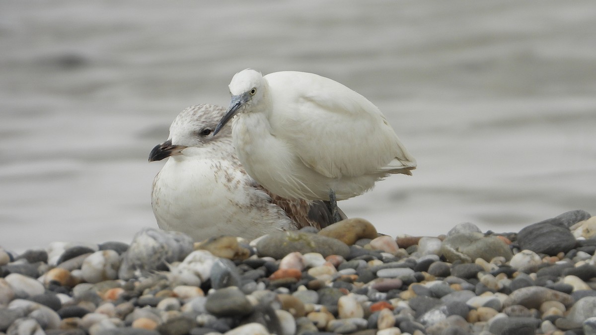 Little Egret - ML616419450