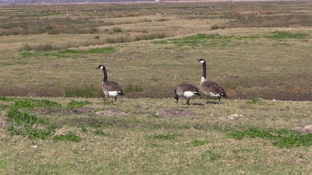 Canada Goose - ML616419462