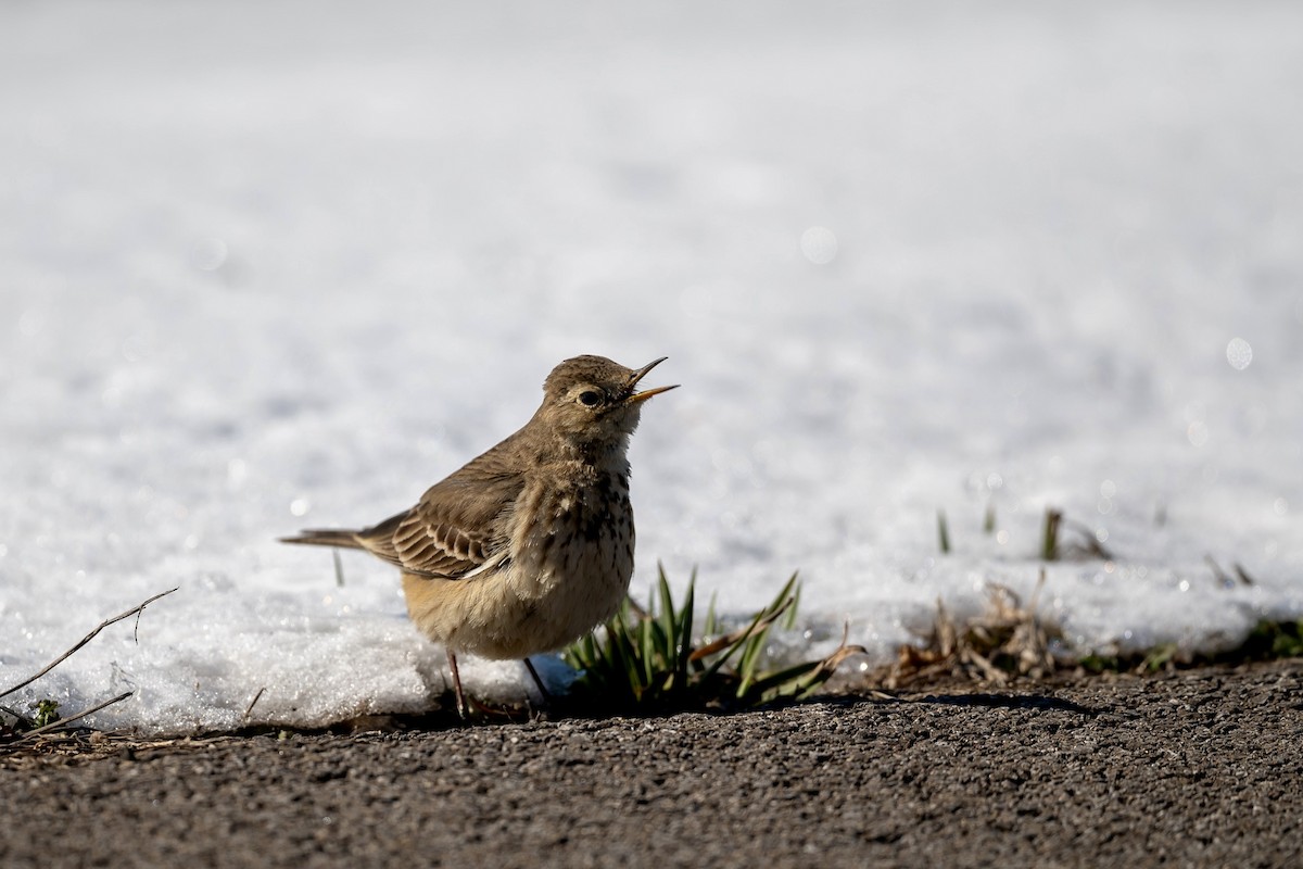 American Pipit - Bill Massaro