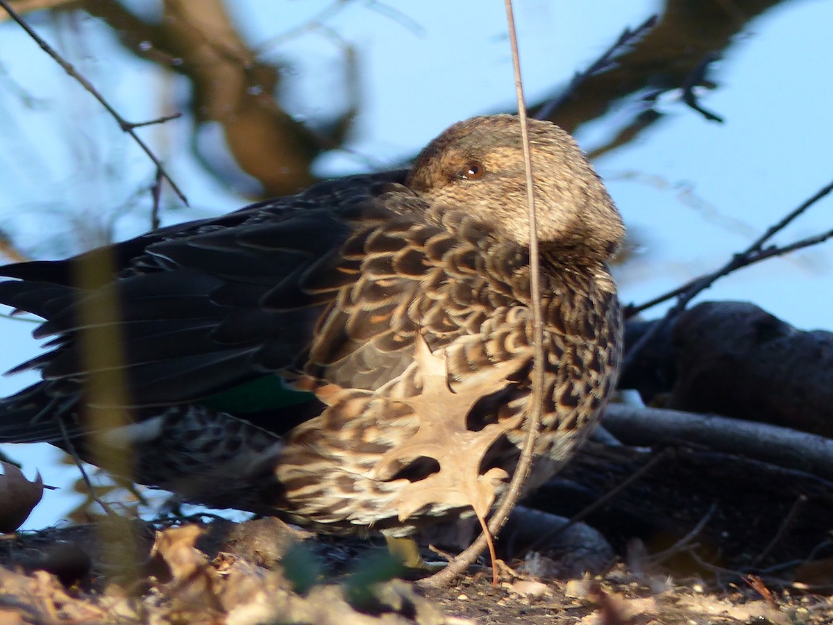 Green-winged Teal - ML616419481