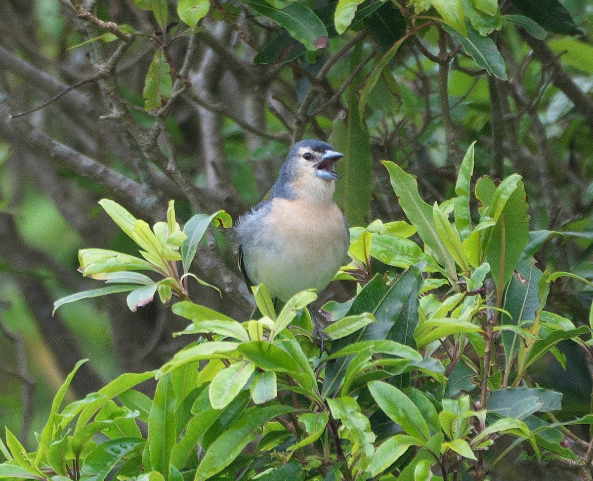 Azores Chaffinch - Paul Tavares