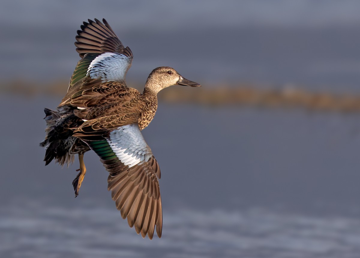 Blue-winged Teal - Lars Petersson | My World of Bird Photography