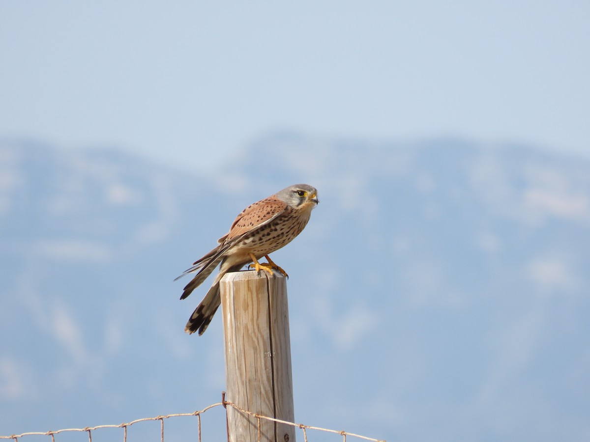 Eurasian Kestrel - ML616419598