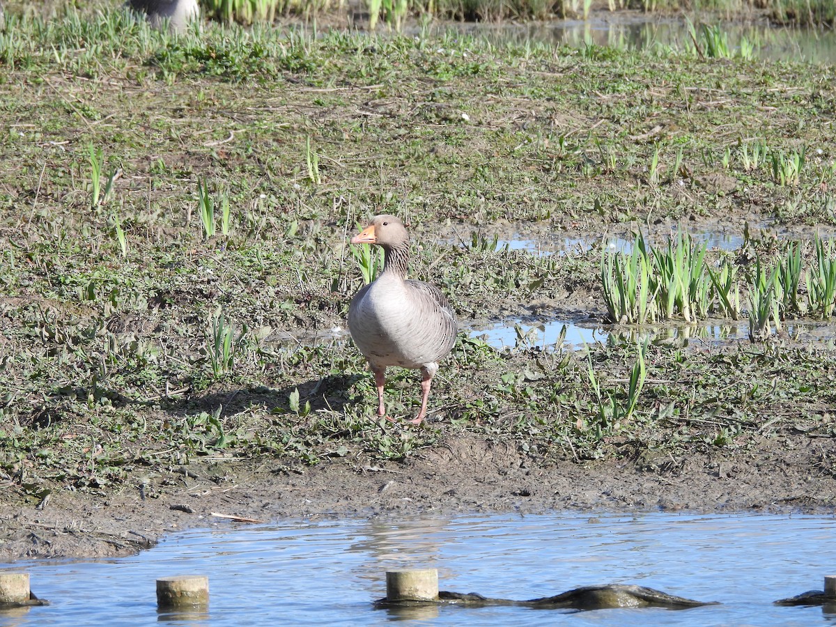 Graylag Goose - ML616419607