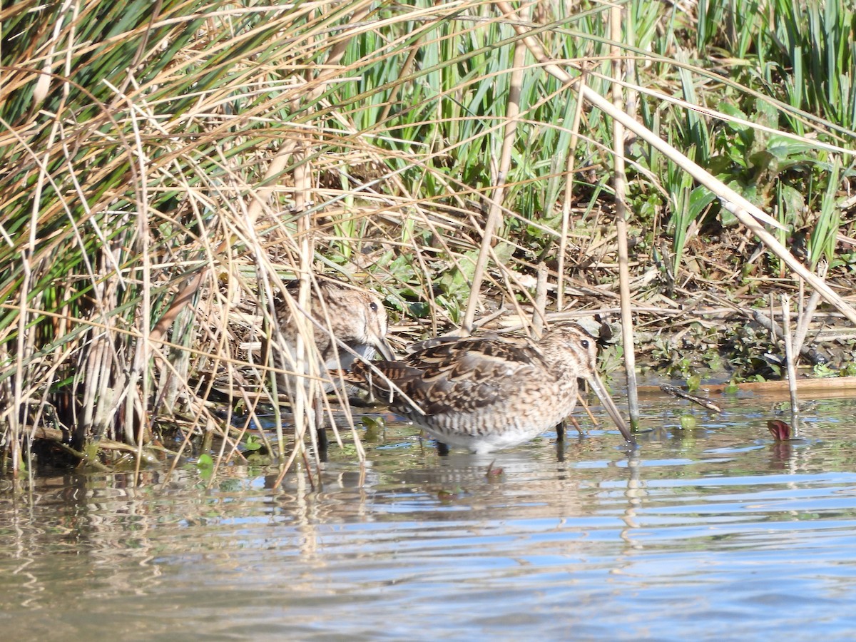 Common Snipe - ML616419720