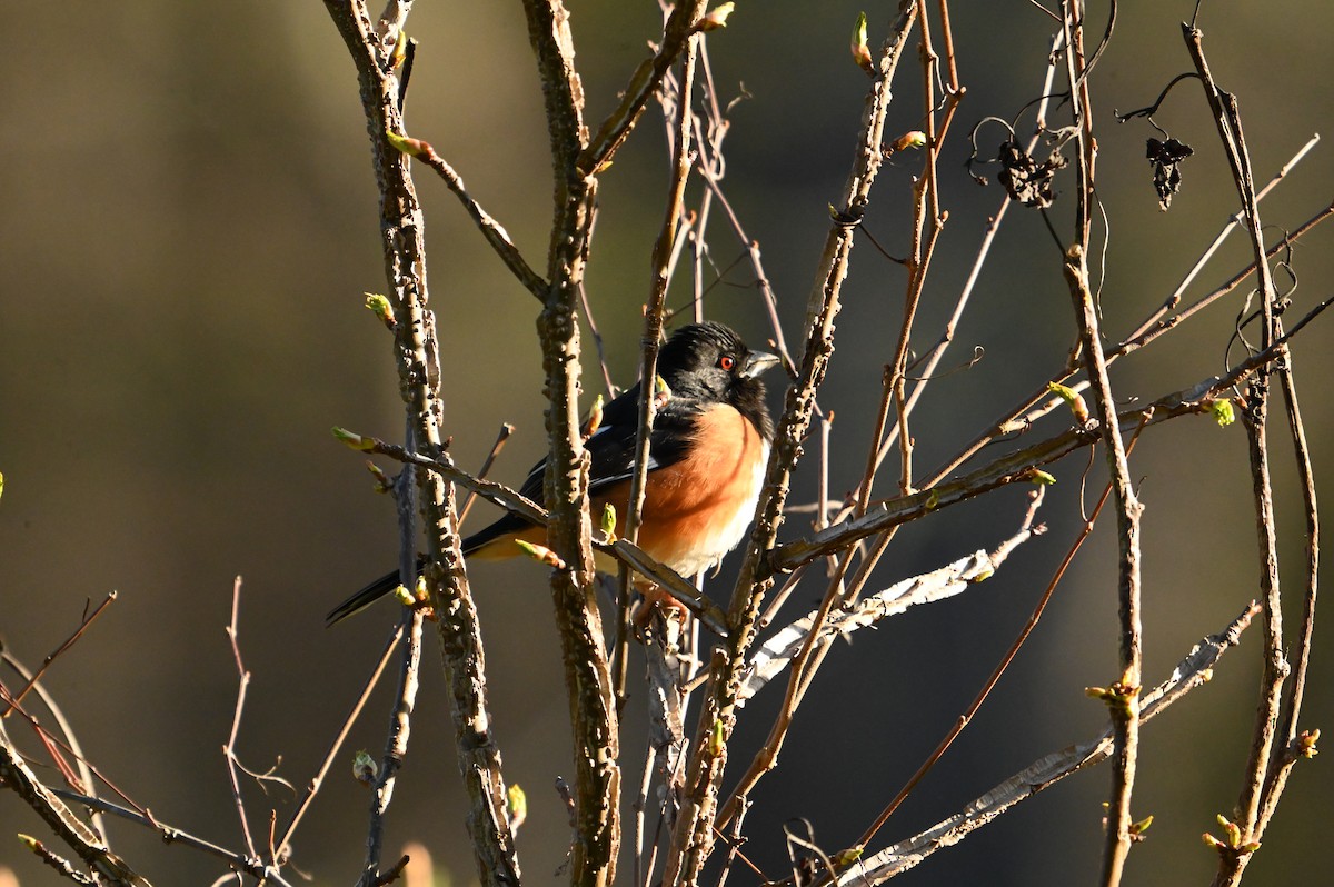 Eastern Towhee - ML616419732