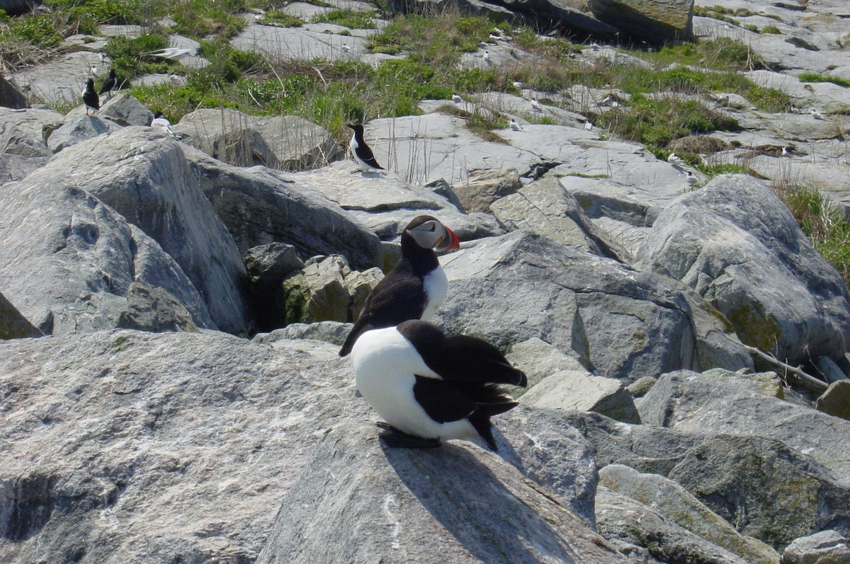 Atlantic Puffin - Cat Graydon