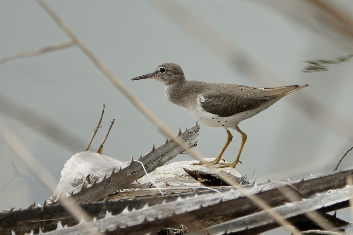 Spotted Sandpiper - ML616419775