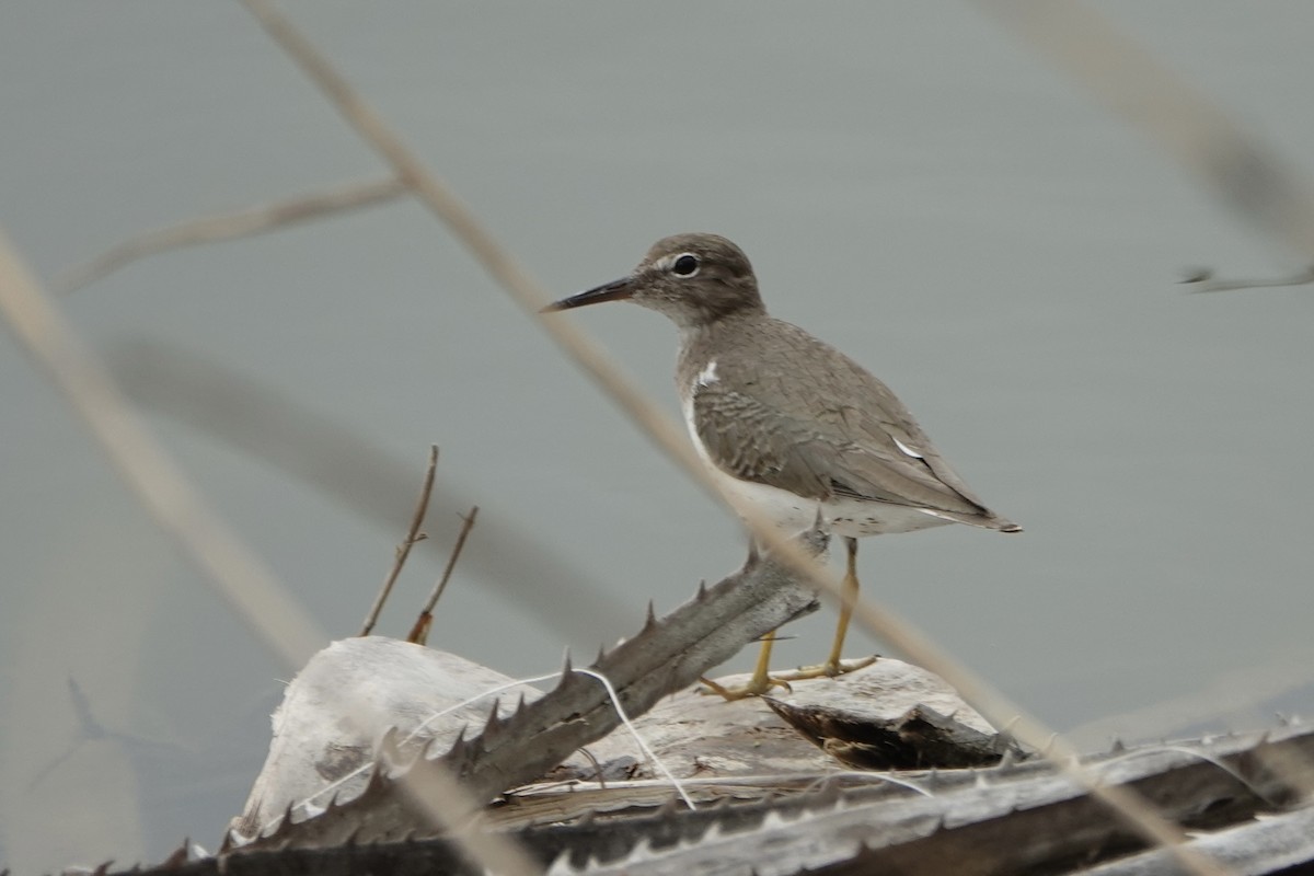 Spotted Sandpiper - ML616419787