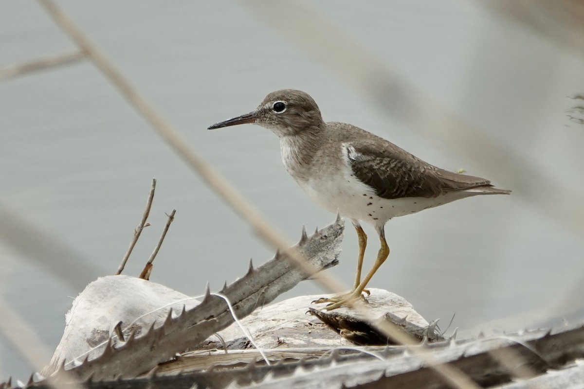 Spotted Sandpiper - ML616419794