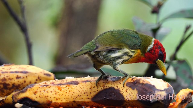 Kırmızı Başlı Barbet - ML616419796