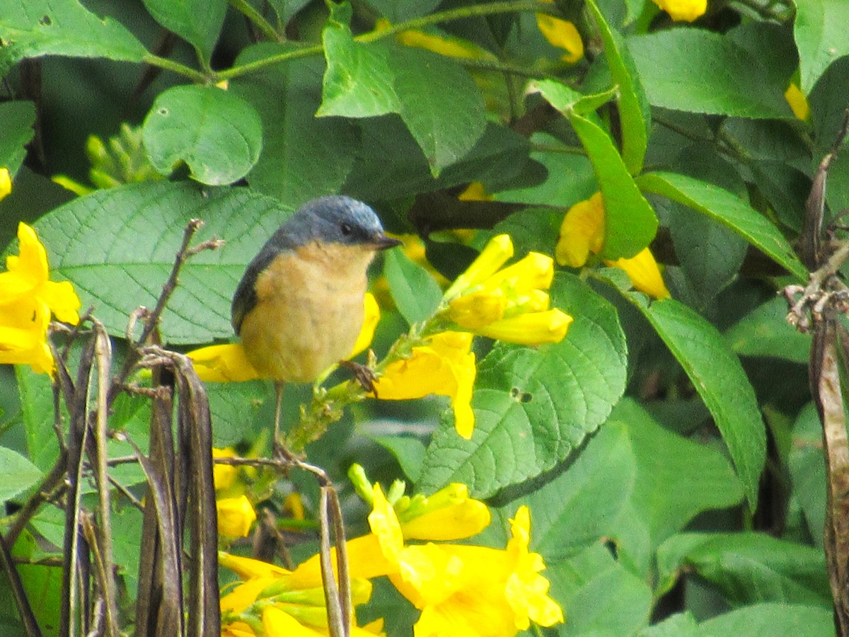 Rusty Flowerpiercer - ML616419808