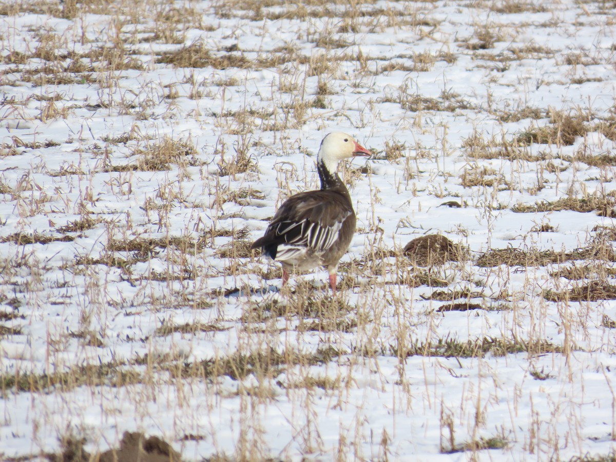 Snow Goose - Carter Dorscht