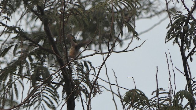 Thick-billed Flowerpecker - ML616419820