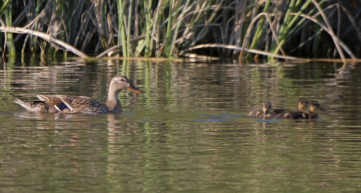 Mallard - ML616419848