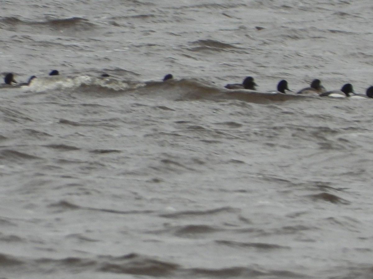 Greater Scaup - ML616419858