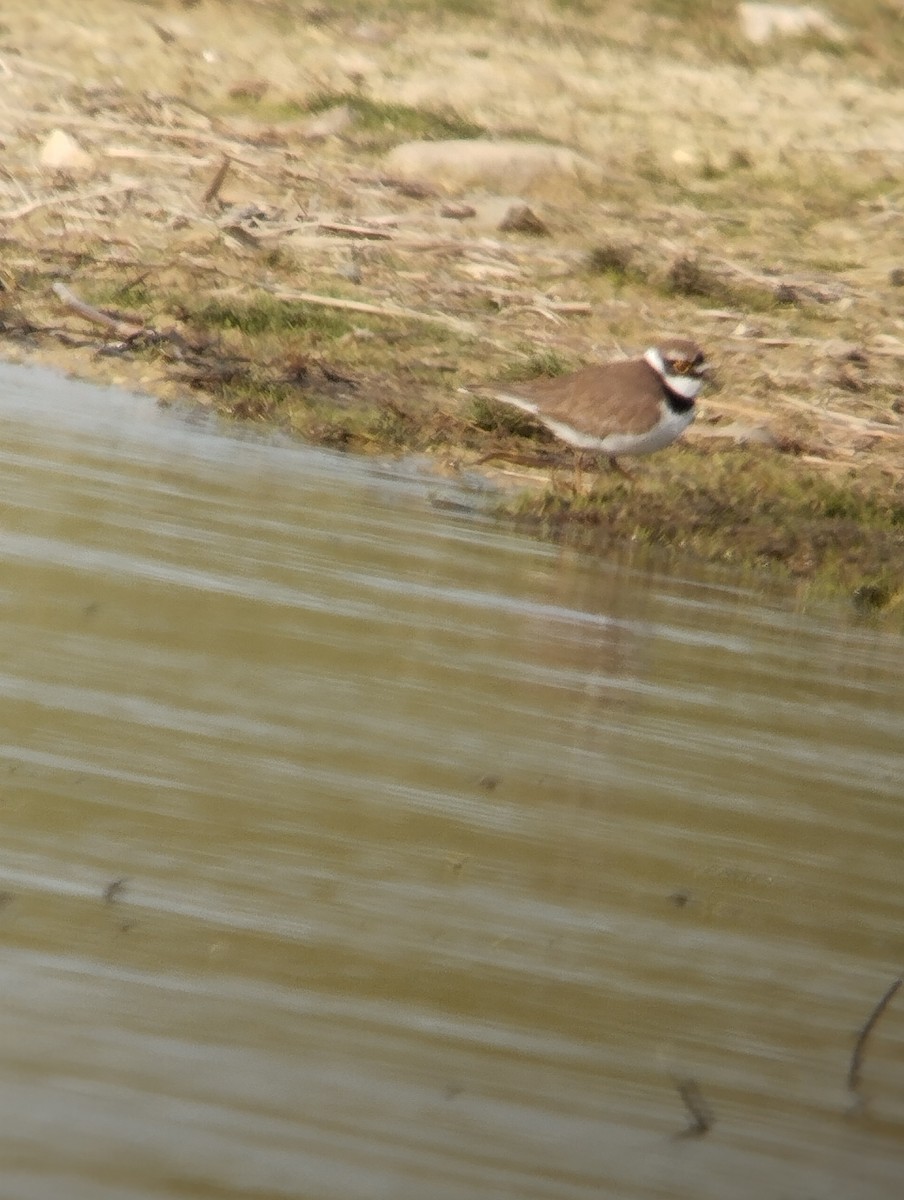 Little Ringed Plover - ML616419863