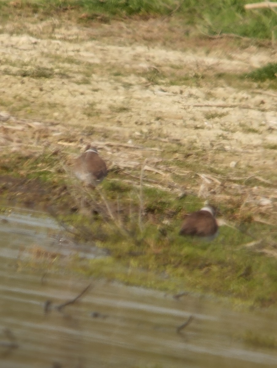 Little Ringed Plover - ML616419864