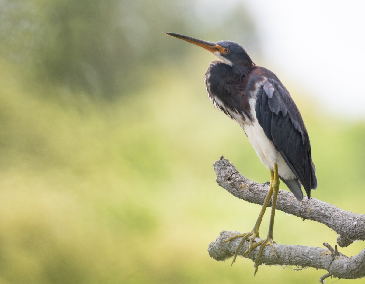 Tricolored Heron - ML616419945