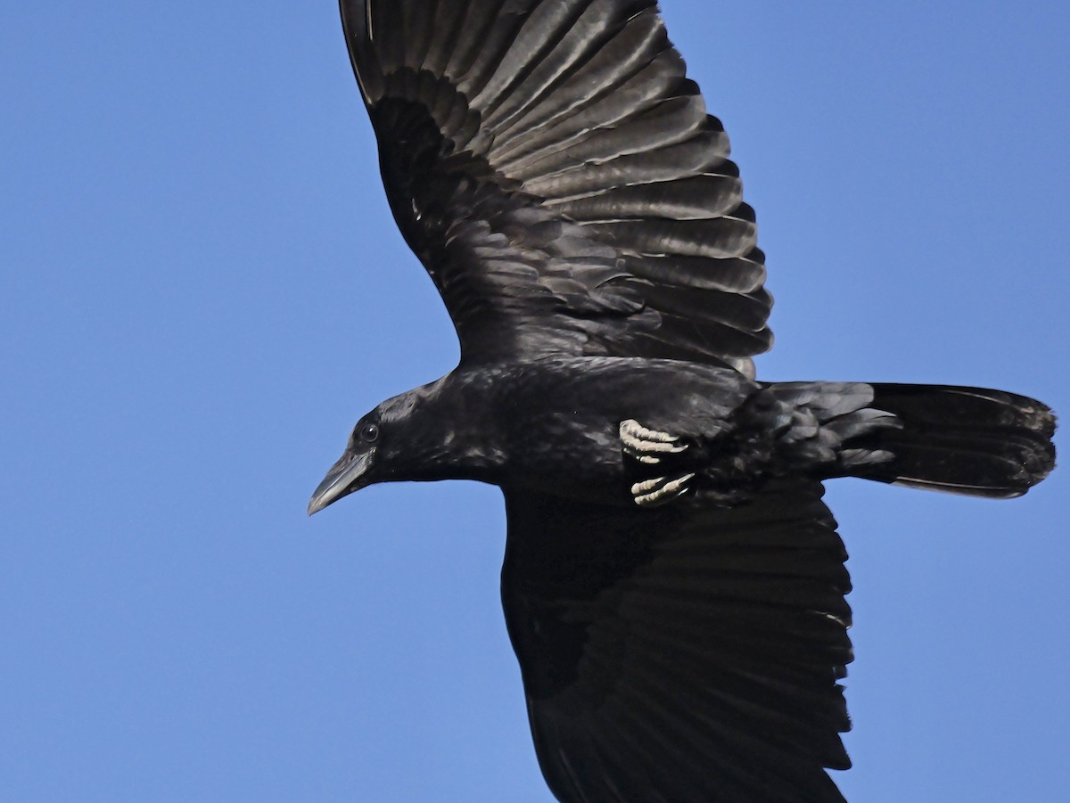 American Crow - ML616419957