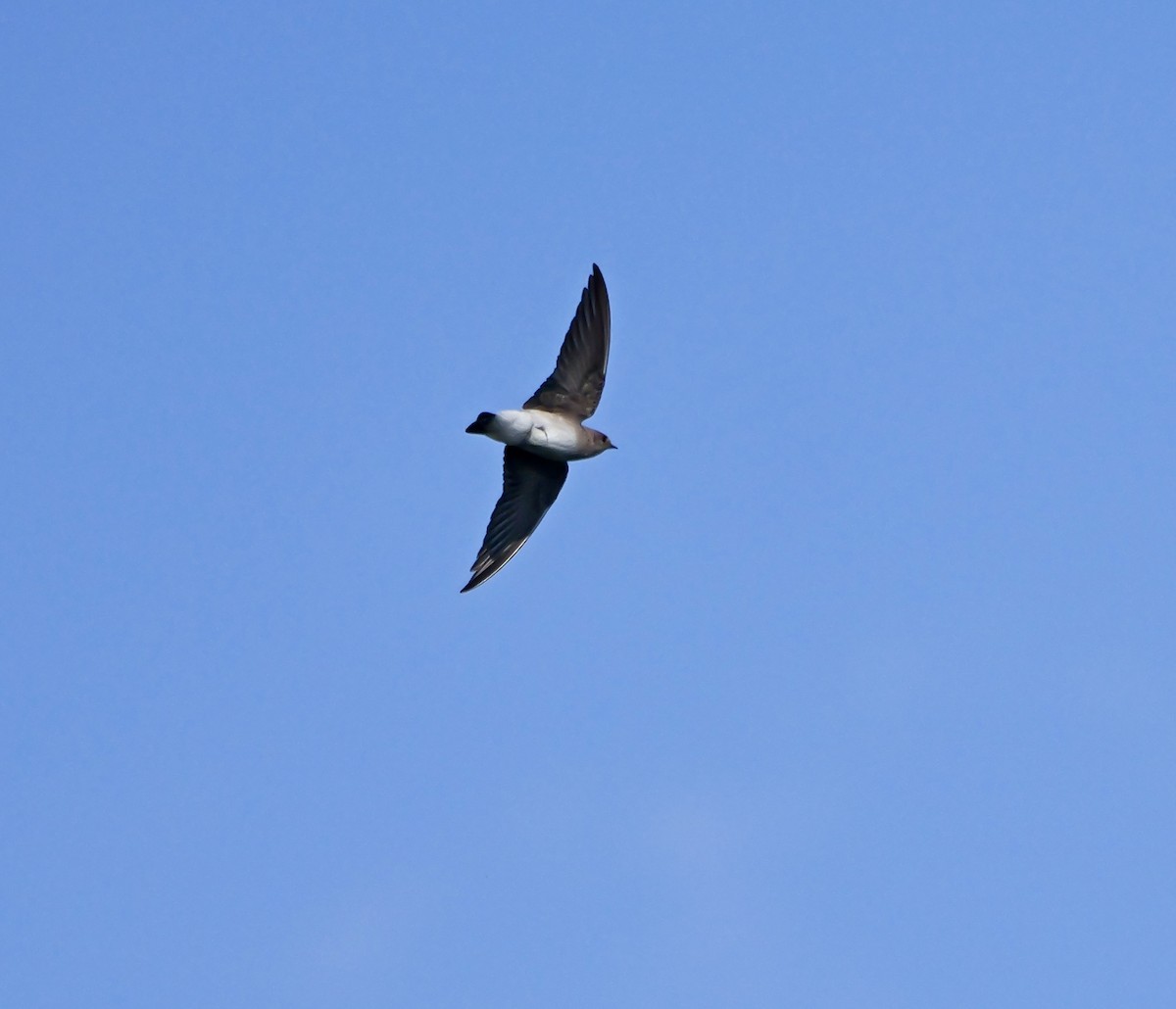 Northern Rough-winged Swallow - ML616419972