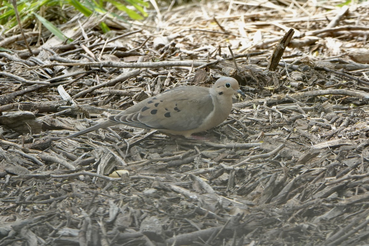 Mourning Dove - Sara Griffith