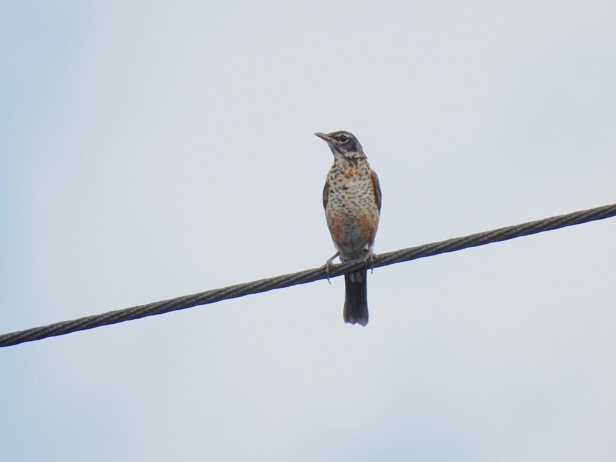 American Robin - ML61642001