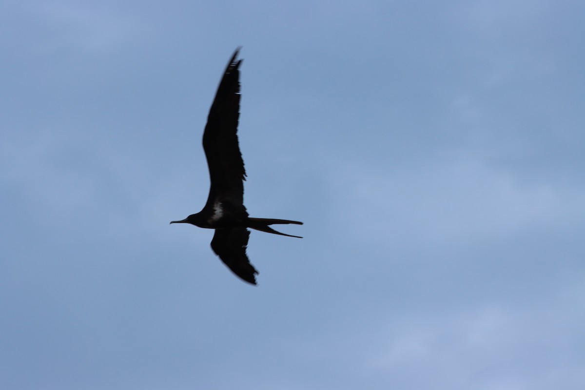 Lesser Frigatebird - ML616420030