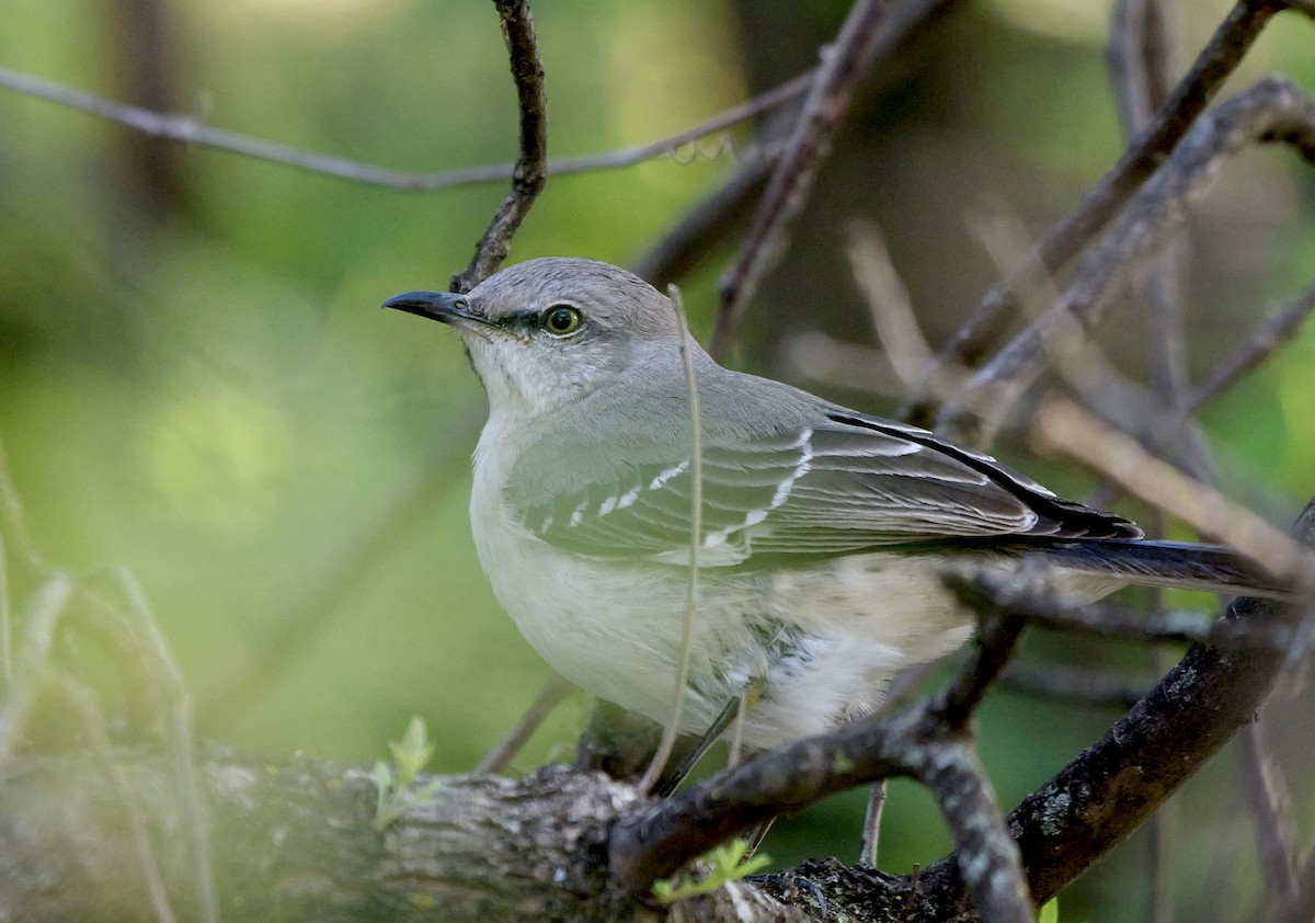 Northern Mockingbird - ML616420079