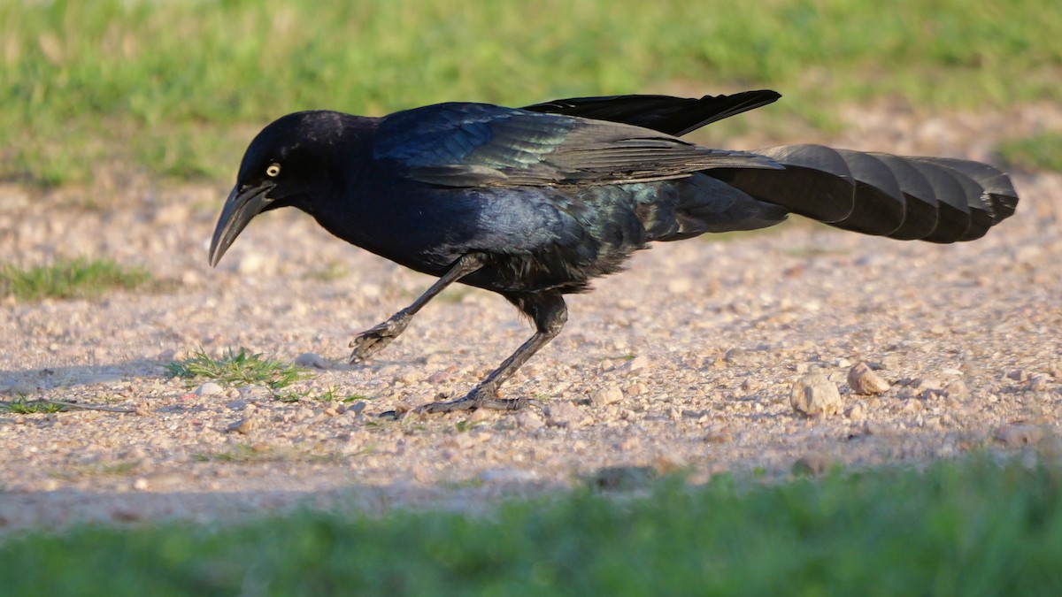 Great-tailed Grackle - ML616420112
