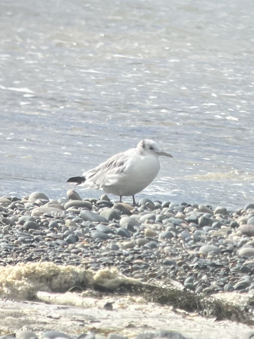 Black-legged Kittiwake - ML616420122