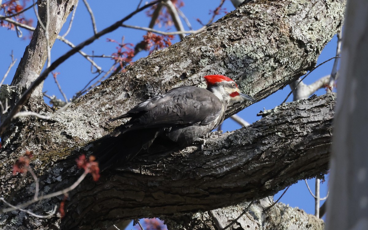 Pileated Woodpecker - ML616420159