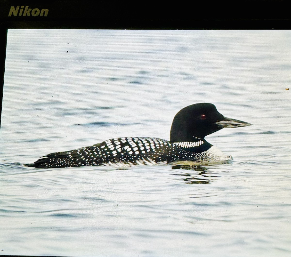Plongeon huard - ML616420161